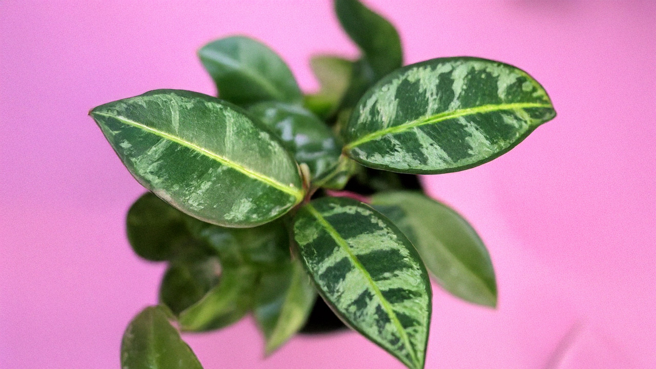 観葉植物